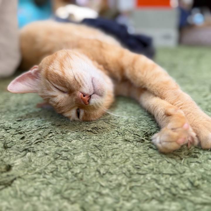 E9e1ab62 b3d5 405c 836e ff27387aa7b8 1759191533861