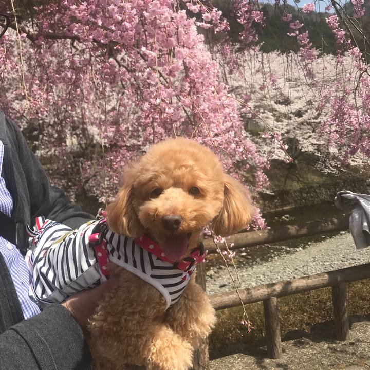 E9e1ef8a 69ec 4510 b3b9 85ab04603bd4 1522473306068