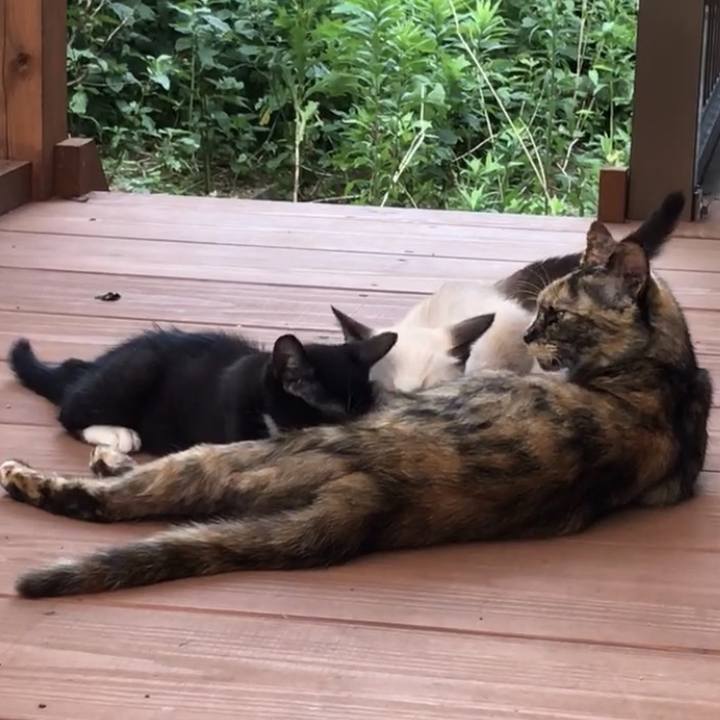 E9e31455 da09 4df1 a922 f8b400b6299d 1732857504706