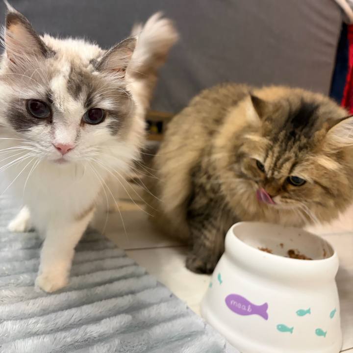 E9e366b3 2f43 4901 8a70 d84f69999e94 1766670826445