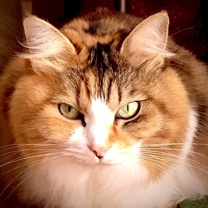 E9e3ec4b 3a82 4603 ad3b 646b8f1383b4 1573720995067