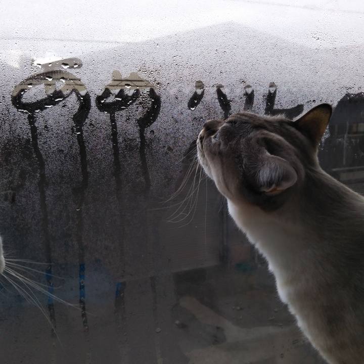 E9e4c494 b69a 485a a438 f3aa5e7a30eb 1577403234232