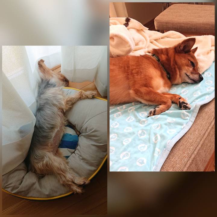 E9e5d69d d505 44a1 8e41 d130922f4283 1597553777101