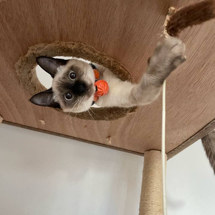 E9e64ee9 f6ea 4c97 86dd a693eae14809 1697319872761