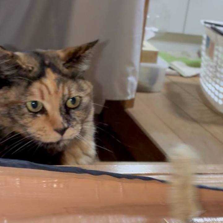 E9e96206 fe82 4d61 b8a4 773414ed32c2 1769373835801