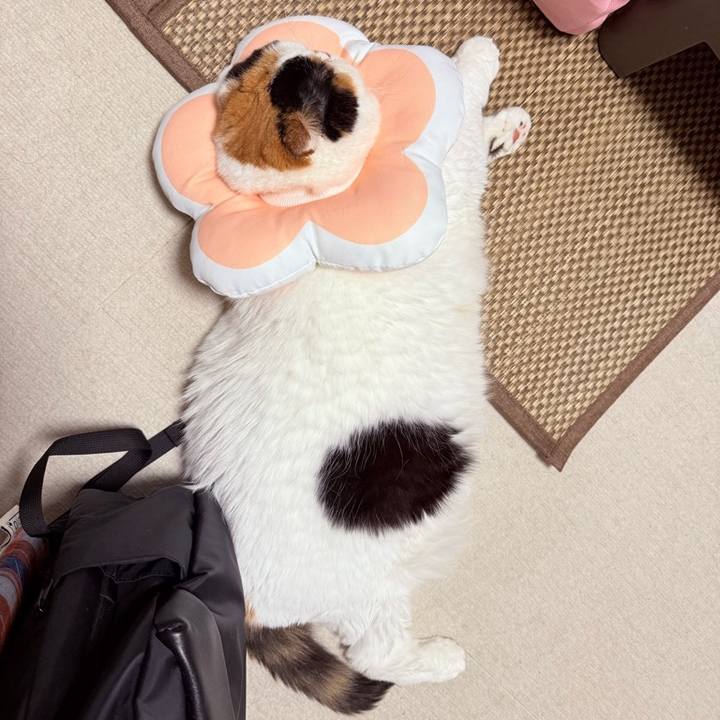 E9eb2b55 dbaf 4ca0 b990 834d043ff0a6 1749373208715