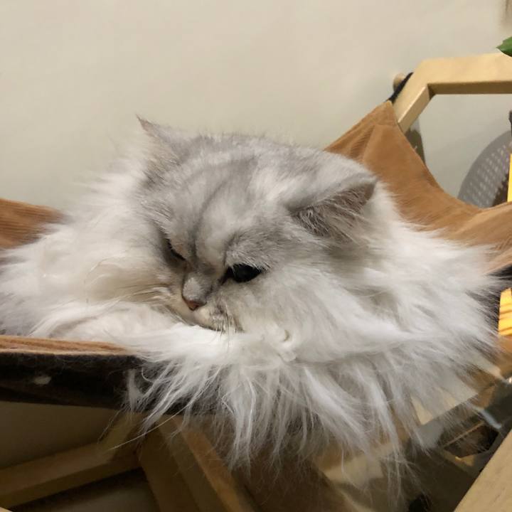 E9eb8536 b117 448b a2ce e36f1bd52970 1550149477170