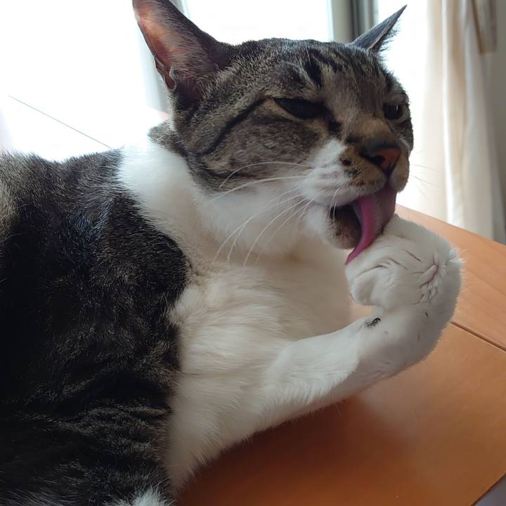 E9ed3555 72f7 4fc3 9ead c22c241a0687 1720831214466