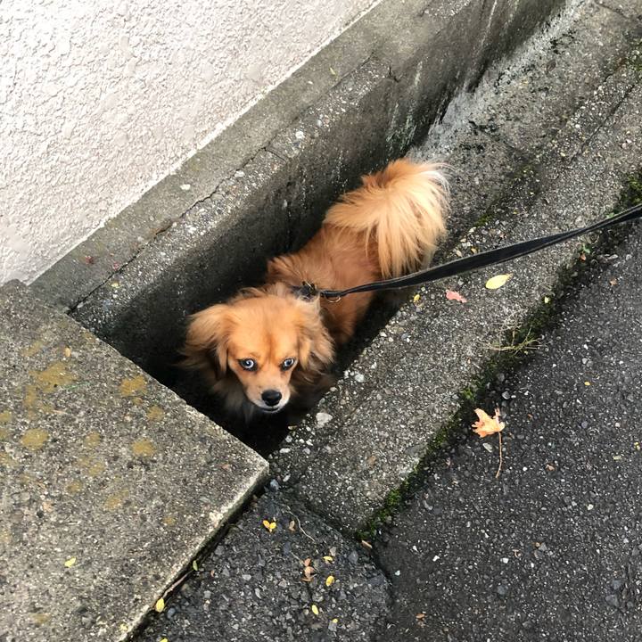 E9ed8bb5 4d98 4623 9e8e 80d89d96c2a3 1541886827681