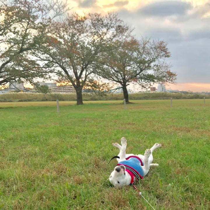 E9ee6441 cfed 4165 becc 1d6d27eae0a5 1542685195543