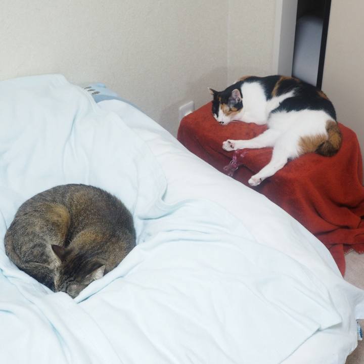 E9f115c1 786d 4745 a873 ccd5acadd2d8 1514348507262