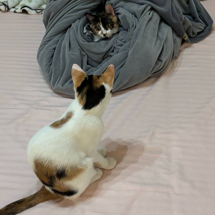 E9f2e9a9 cfd2 4802 9b6f ed945b415f9f 1760088098535