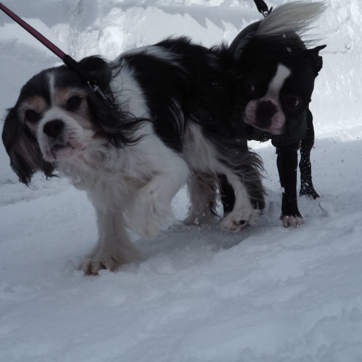 E9f34354 2eac 436a 9cb1 d7899ef2d809 1546568281053