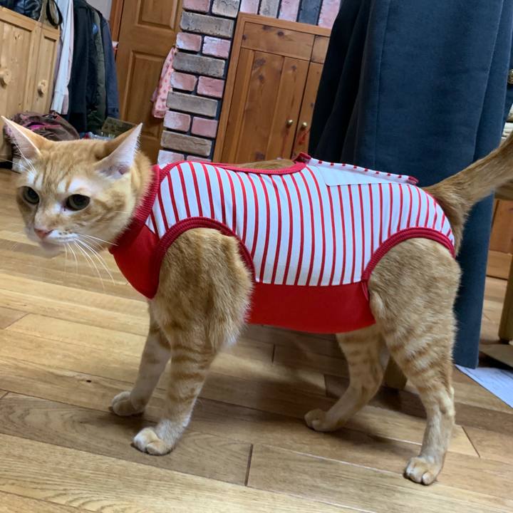 E9f38642 9ebb 48ef b12f e8d08fbe7469 1575377194432