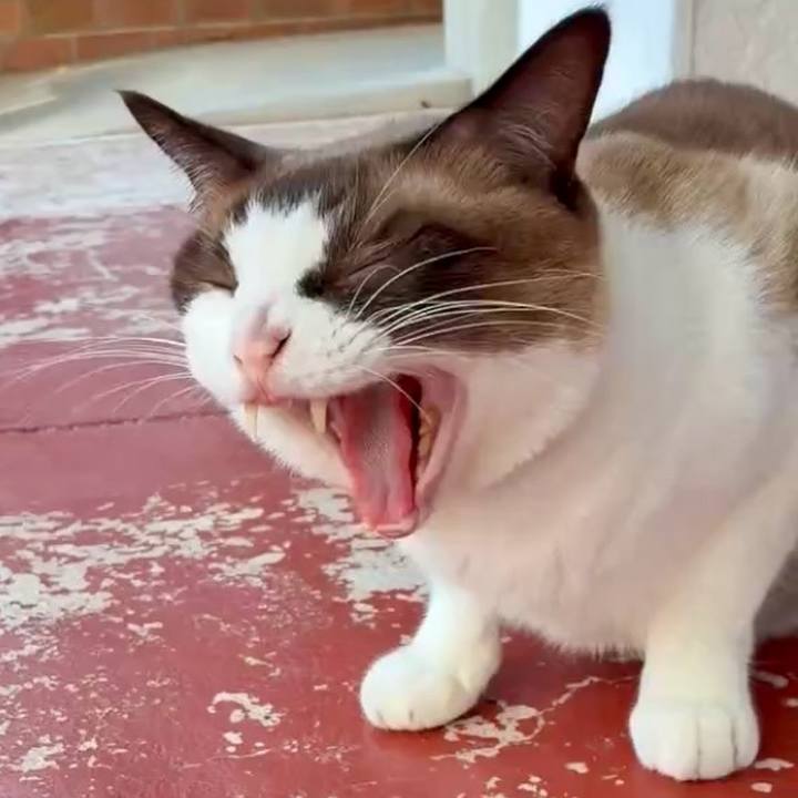 E9f74310 40ee 4dcd be4e 8a783e122dd2 1756451580097