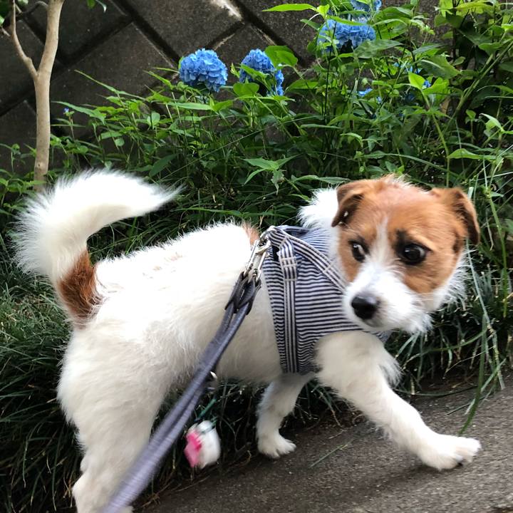 E9fa4521 479a 4b22 862a 4140deba515e 1527974310464