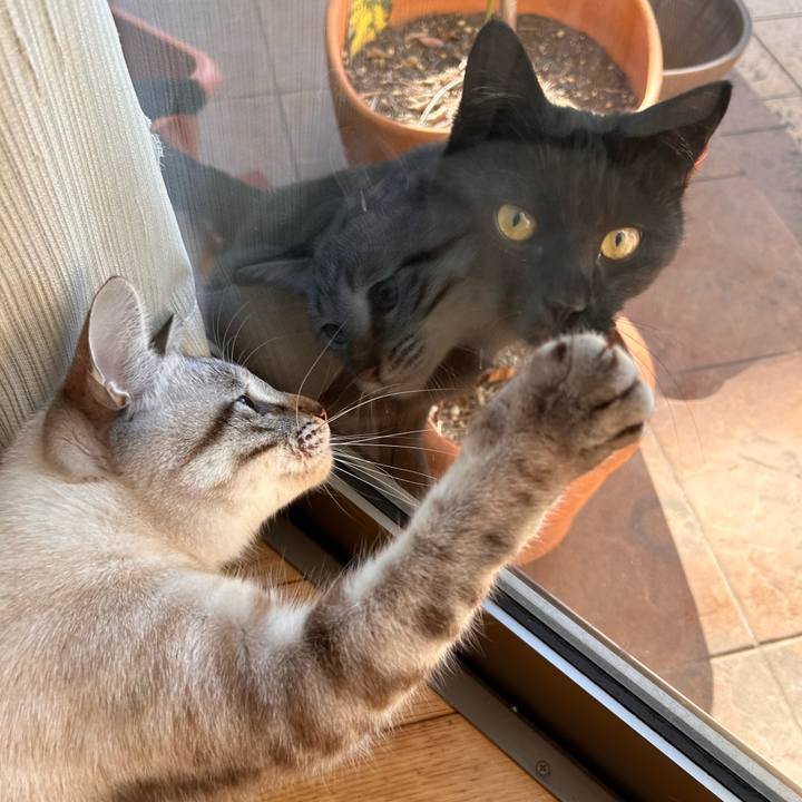 E9fa98bf 67ef 43dd 9351 d24d7cfe92c1 1766371900713