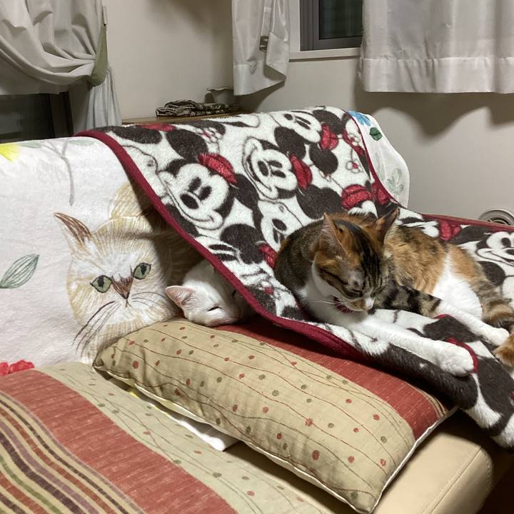 E9fad860 4484 421f ab45 f74b23fa2eb2 1671278164376