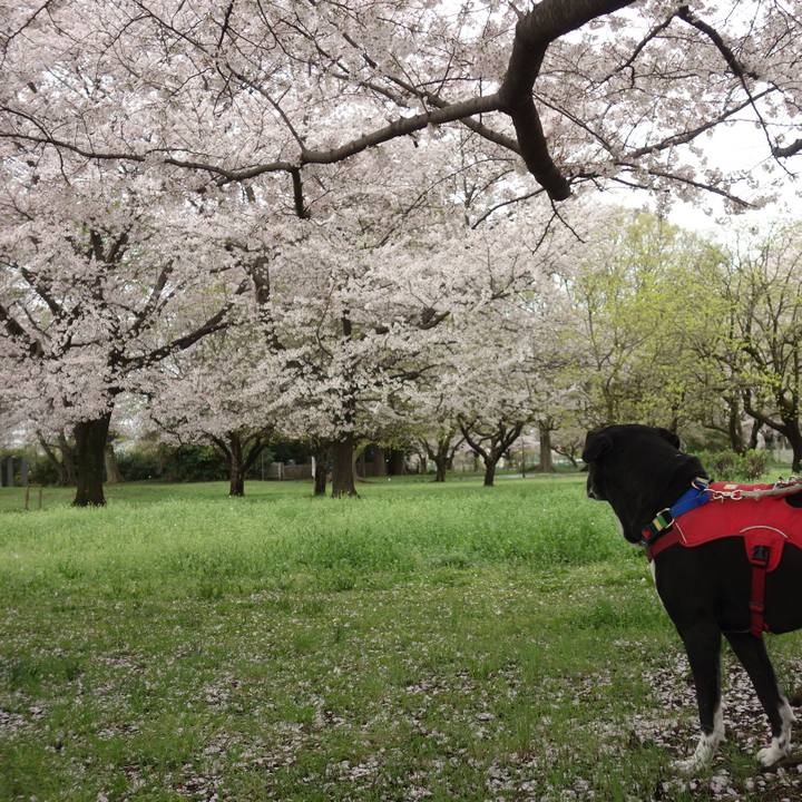 E9fb51d8 2b5e 4f1c 915e 02a44cfa4b52 1679880616655