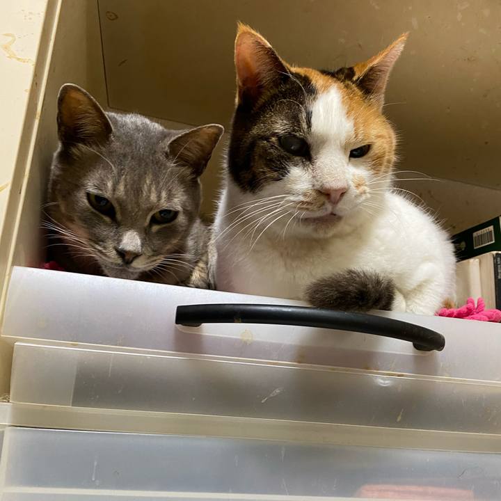 E9fdc1c4 fd60 4995 a354 4c4cb9eeb301 1606022644007