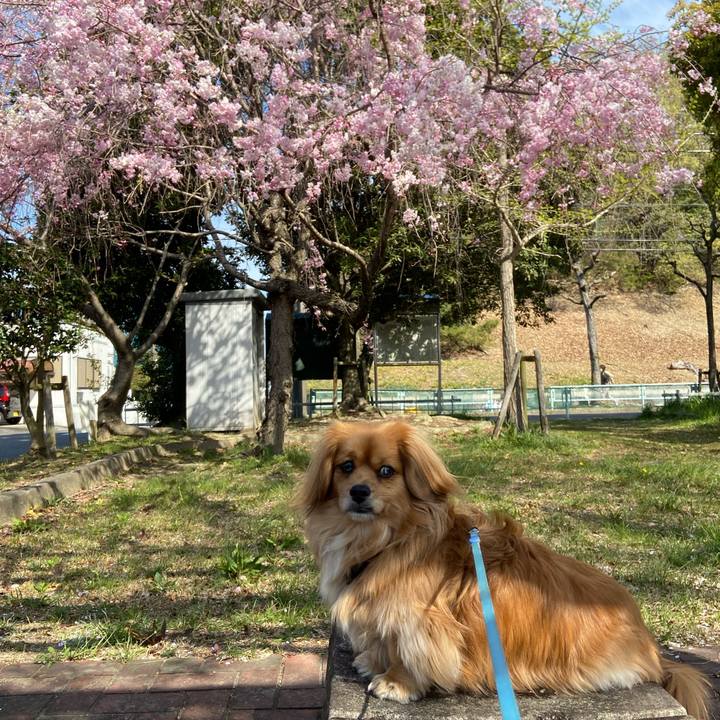 E9fe65de 105d 416f 8869 55fb2afdf014 1586565847589