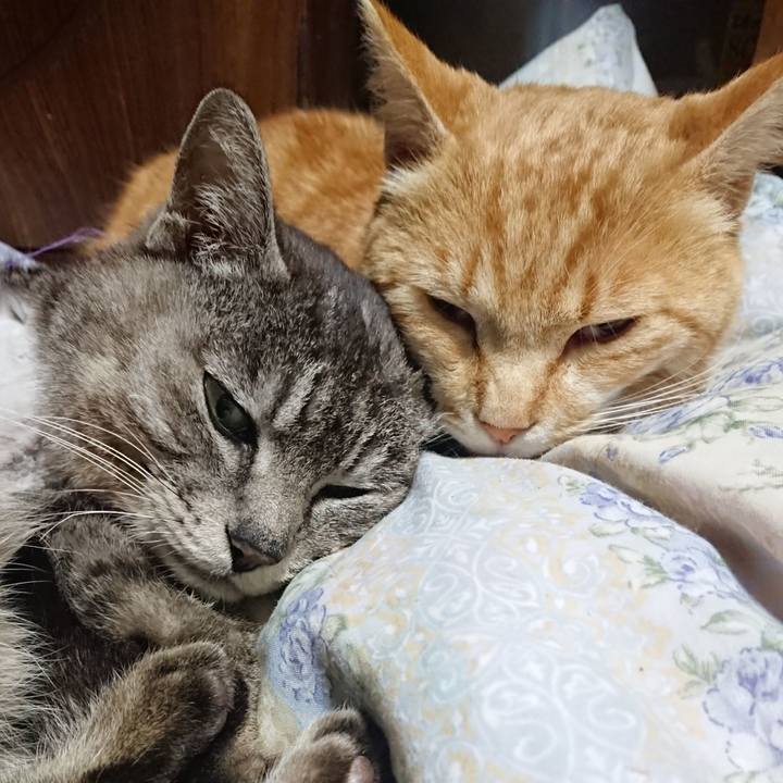 Ea010b01 62f6 4c08 ba8c bf4eb1978e2d 1587815209854