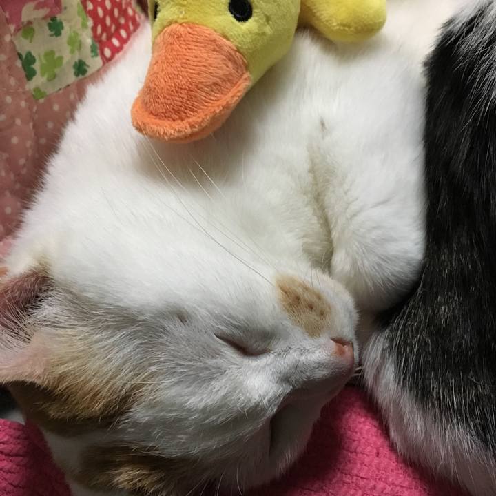 Ea0413ec 2d64 4ff8 8fdd 0a0796cad67a 1553947102404