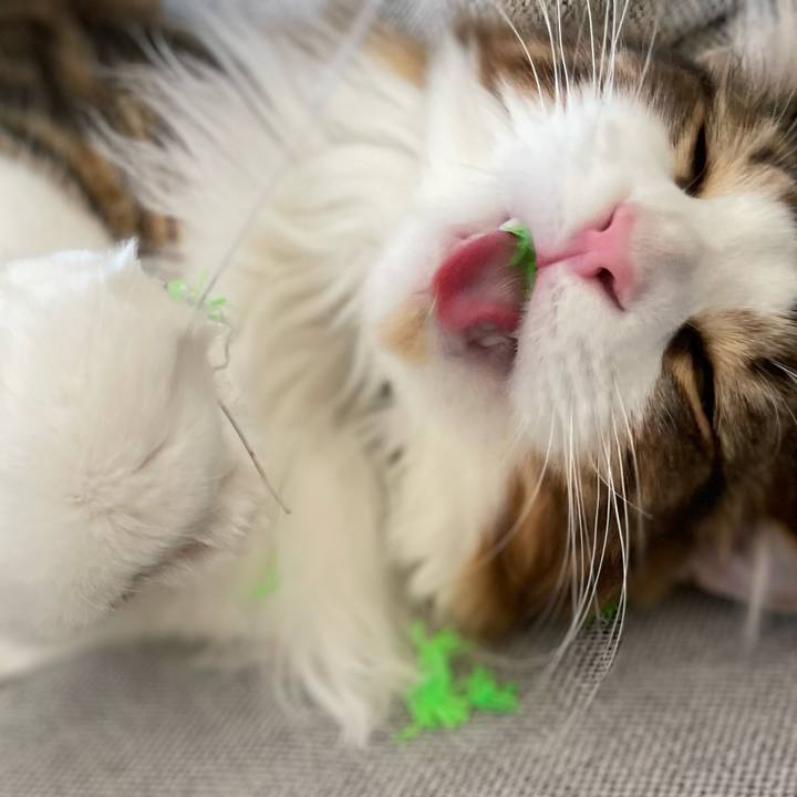 Ea053aa3 cb70 4d4a a4d5 34ce210c4539 1648938418971