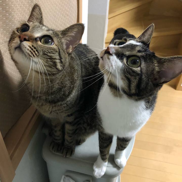 Ea0b0f20 a6dd 4305 a6e8 9925fe8ba37e 1532896883475