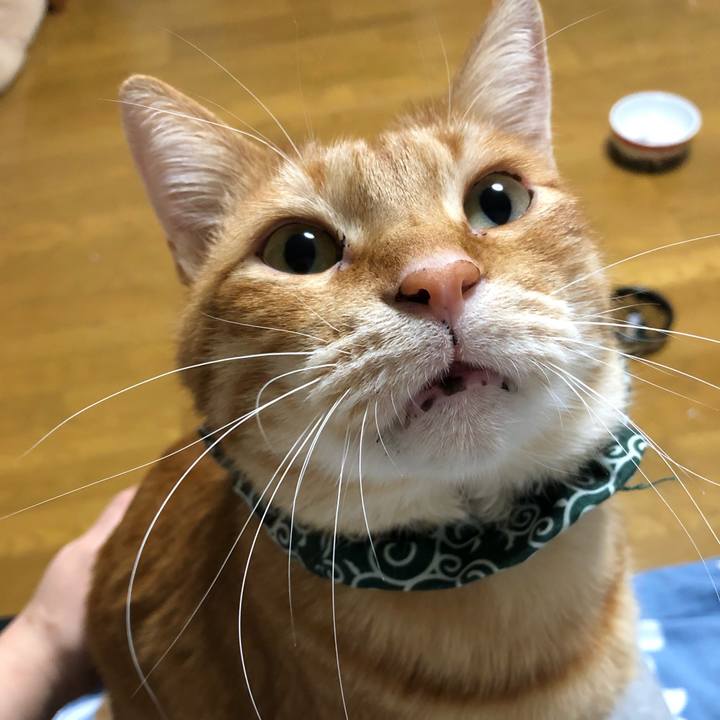 Ea117440 d2e8 4f40 8c57 36610afaec90 1581513255300