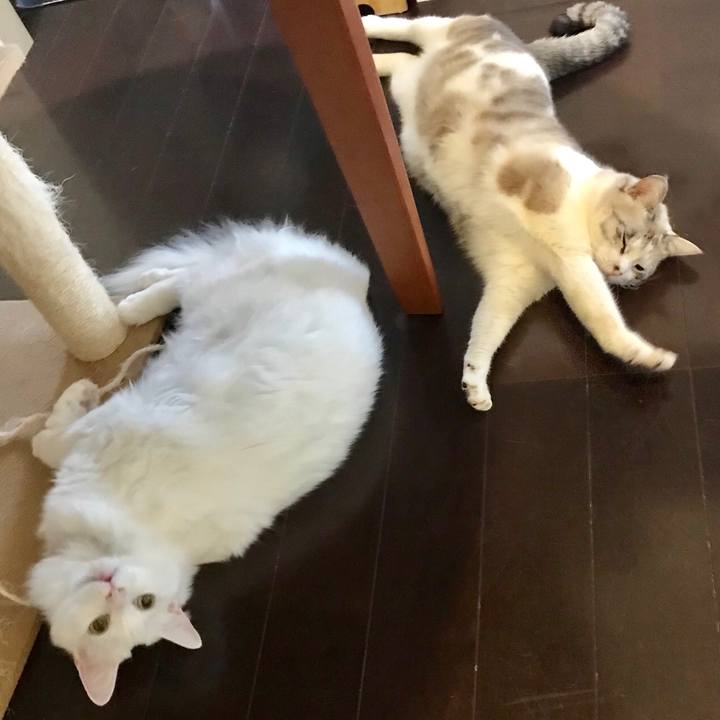 Ea11ac62 9c6c 4fc5 be65 26165008abae 1544483393953