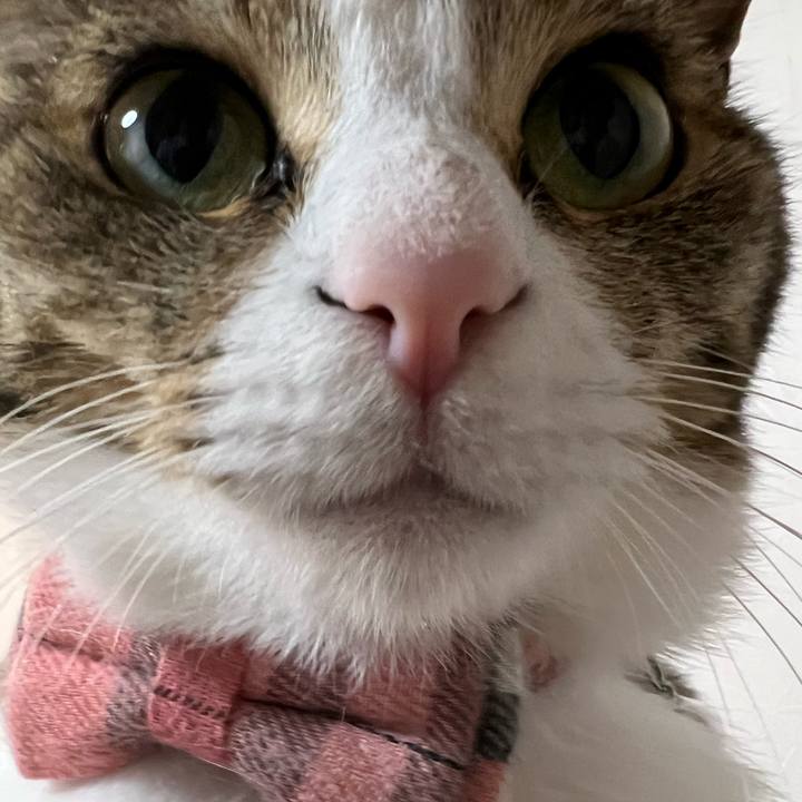 Ea166715 166d 4308 b6df 6370b5f6be9b 1764931660695