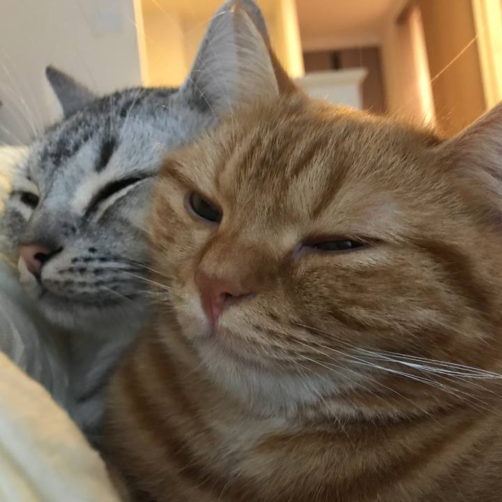 Ea1877a6 3efe 4b26 9402 405a1dbfaf09 1509239969294