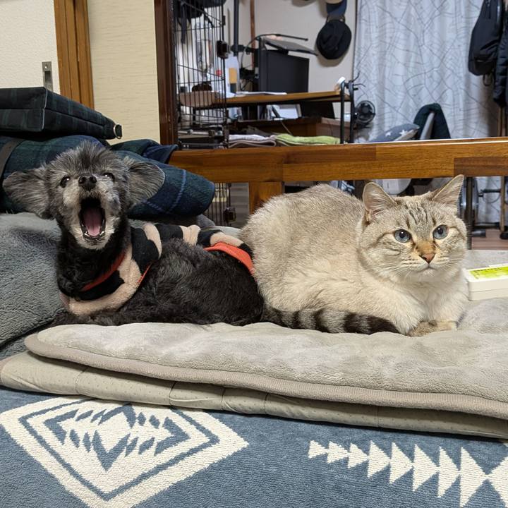 Ea1a1cb9 b5c6 487b a513 1e385d6a412f 1762771340564