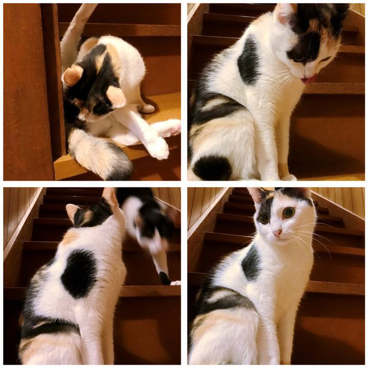 Ea1b7f2a 0293 409b ba18 d48a6af2550c 1508386797981