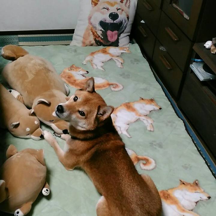 Ea1d8310 ebca 43b2 9c4a ef2694c0598b 1540257472875