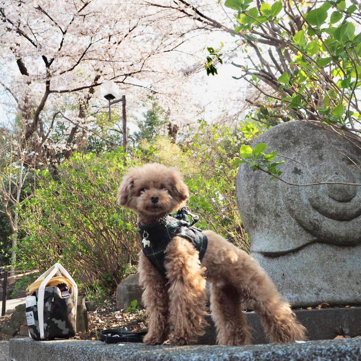 Ea1ec00d cfbc 434f 89b2 24818fe84f31 1522239052385