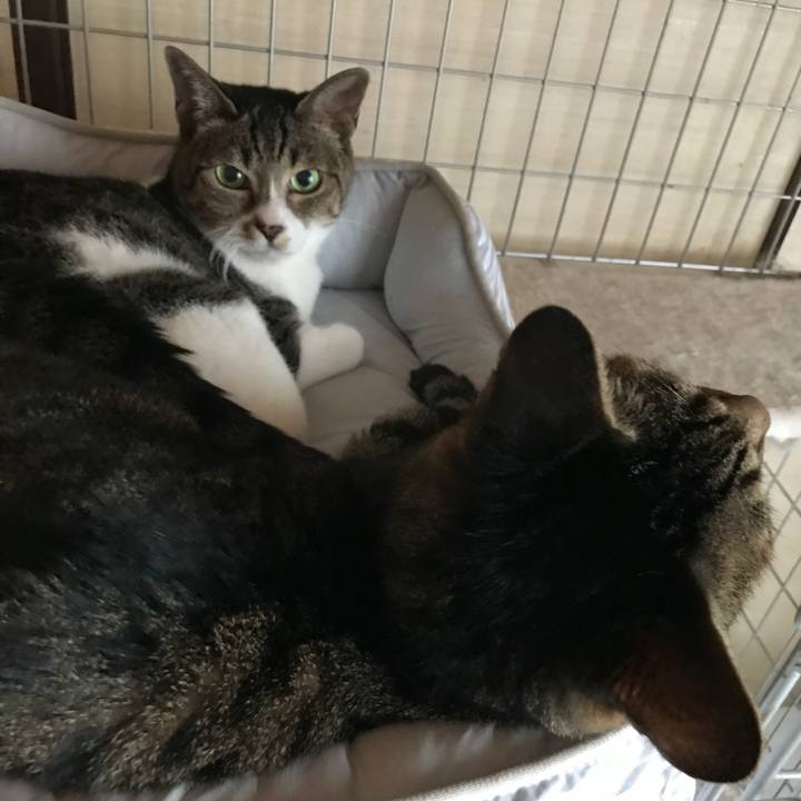 Ea1efb55 2657 4c98 aacb 825819a45102 1535854673890