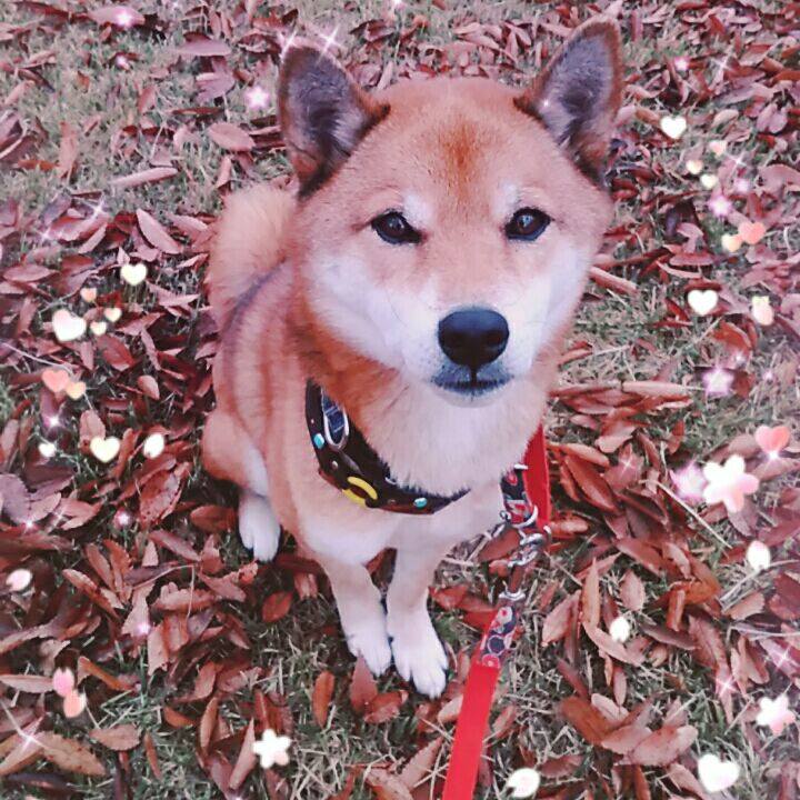 Ea1f41ab f505 43bb 838b 1637e20ad0d6 1575852426474