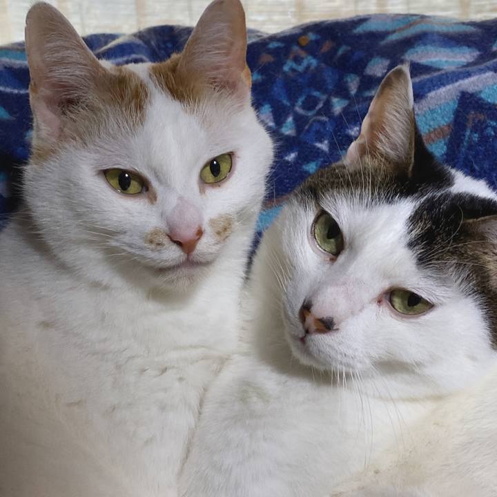 Ea203ecc 062c 444c bcee e7c09bbb6b6d 1641310824024