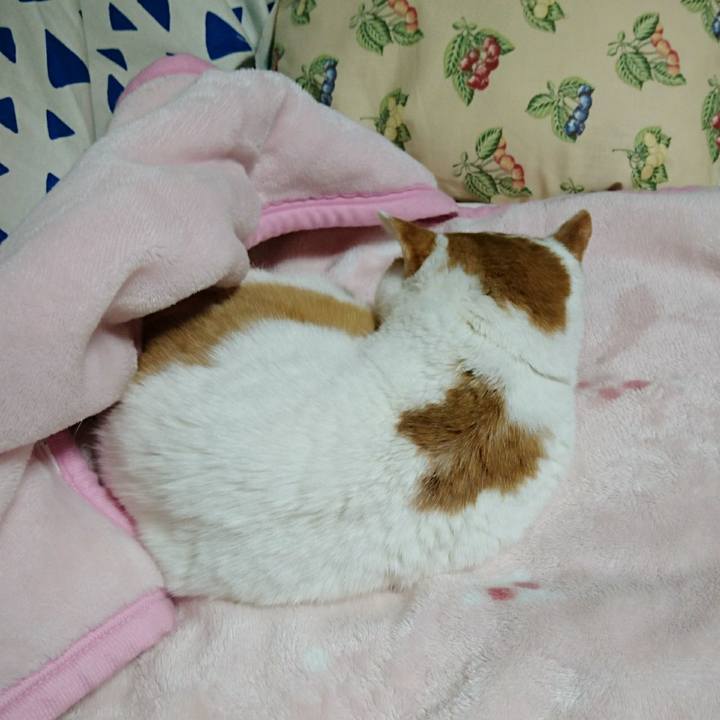 Ea219aa1 b7e6 41e7 a589 034d97984666 1514793817700