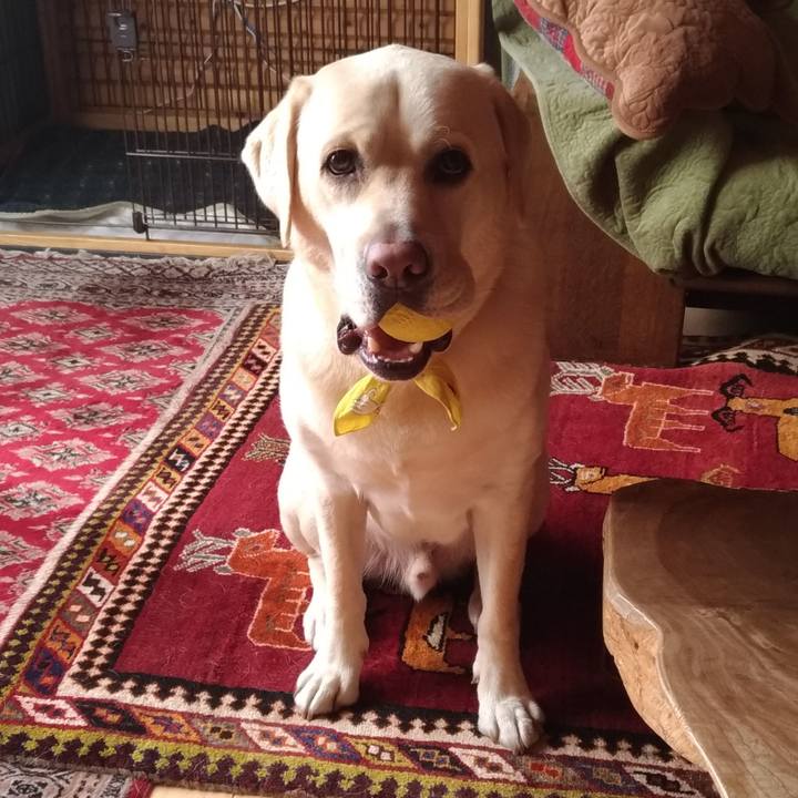 Ea2261c0 909b 4bd8 b45f 8a8a53b0c7db 1542501537174