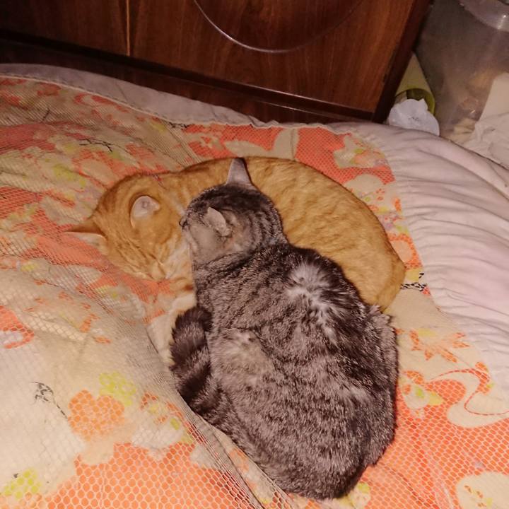 Ea255aaa 74b2 456e bd7f a4d309d3a978 1577542795520