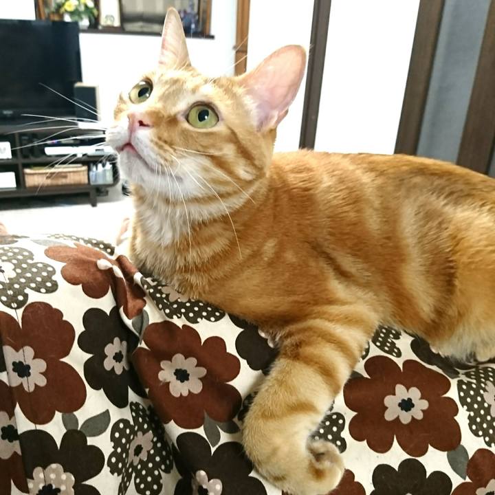 Ea2a49c1 6c56 4dd3 b9c5 8abb7b67d147 1522937277006