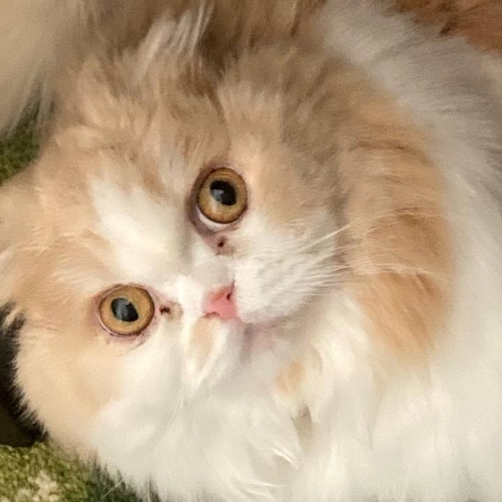 Ea2eddb8 7194 498d 8592 9b69b075c2f2 1649460364720