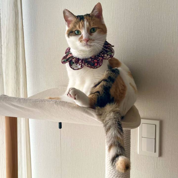 Ea2f78fc 44c2 46d5 80d4 9e8e3f1abf4f 1742643786626