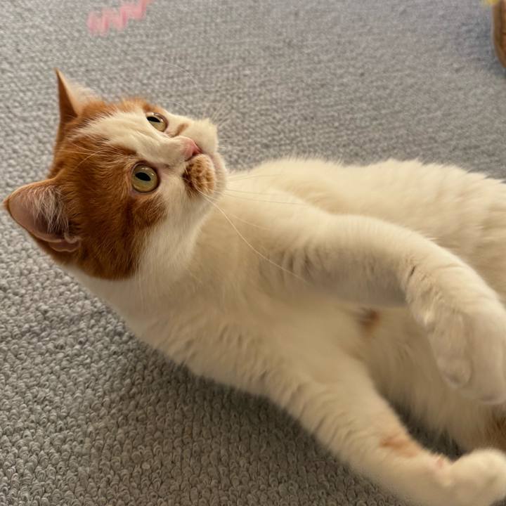 Ea38b01d a1c5 4cf4 aa1c 64e59319b30b 1770002913835