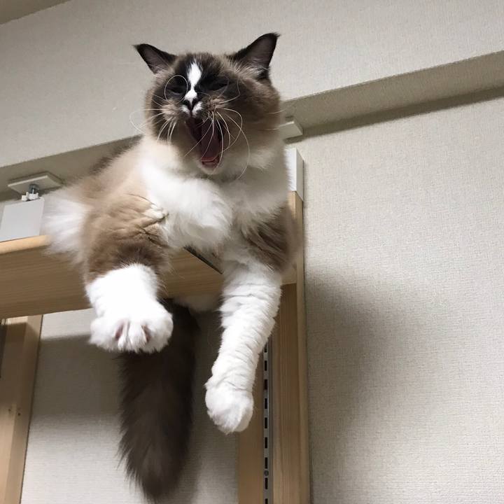 Ea3a6e6a 5691 4a0e 962e e7a1c52a48ca 1542839294616