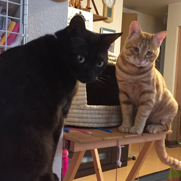 Ea3b1b34 90f0 4b33 a0f6 d2c83cb271fc 1532004059691