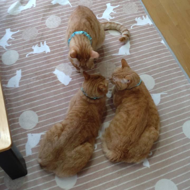 Ea3f46dc ee17 4d76 b726 5275e0f3030c 1732356470031